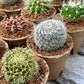 'MIXED' Cacti - Gift Box (6 Pack)