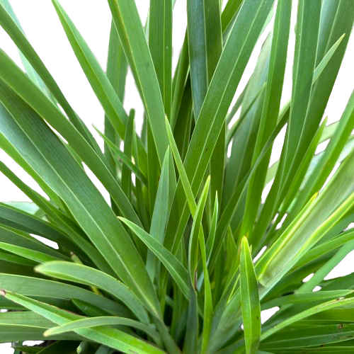 Phormium (Flax) colensoi 'COOKIANUM'
