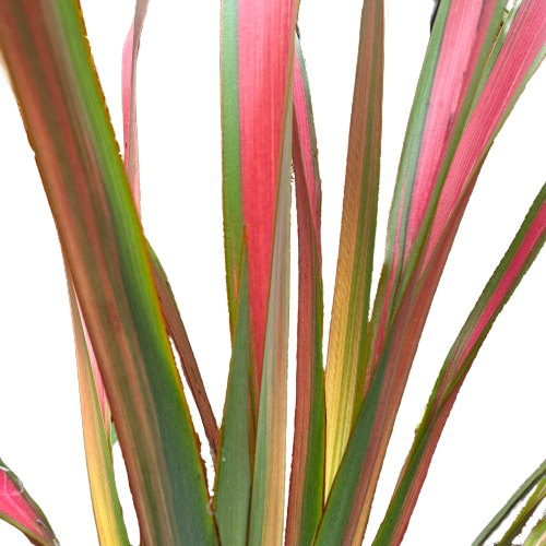 Phormium (Flax) 'JESTER’