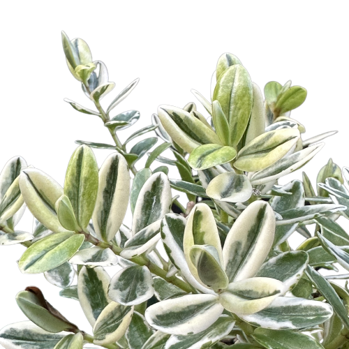 Hebe x franciscana 'WAIREKA'