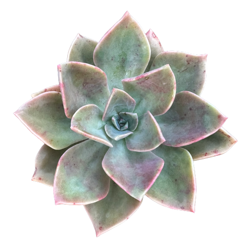 Graptopetalum Hybrid x 'PURPLE HAZE''