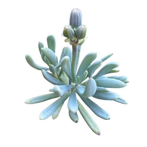 Senecio serpens 'BLUE CHALKSTICKS'