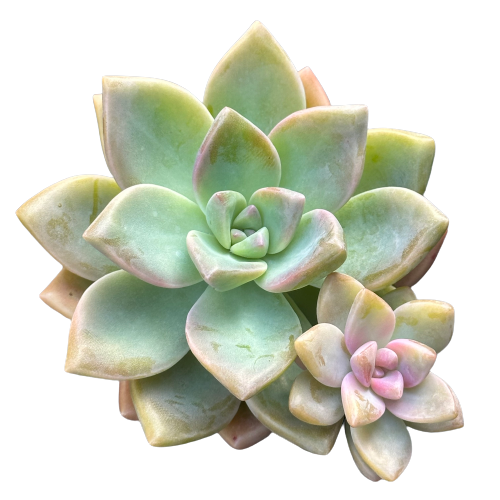 Graptopetalum paraguayense 'GHOST PLANT'